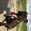 Faya, Staffordshire Bull Terrier