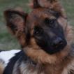 Nala, Perro Pastor Alemán