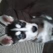 Halo, Husky Siberiano