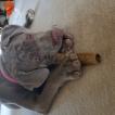 Winnie, Mastino Napoletano
