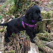 Meg, Cocker Spaniel