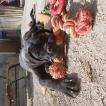 Stark, Cane Corso