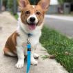 Barry, Welsh Corgi (Pembroke)