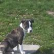 tyson, American staffordshire terrier