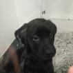 Wendy, Labrador Retriever