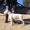 Freyja, Bull Terrier