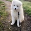Naïa, Samoyede