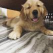 Dez, Golden Retriever