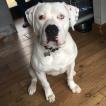 Buddy