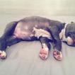 Blue Pepper, American Staffordshire Terrier