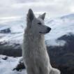 Nala, Pastor Blanco Suizo