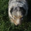 onyx, Pastor Australiano