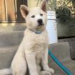 Jasper, Husky Siberiano