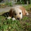 Wilbur, Golden Retriever