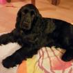 Jack, Cocker Spaniel