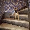 Loriss, Pastor Belga Malinois