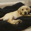 Rio, Labrador Retriever