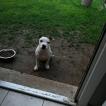 Nox, Staffordshire Bull Terrier