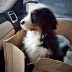 MARLEY, Boyero De Berna