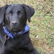 Nash, Labrador Retriever
