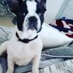 Nockx, Bulldog Francés