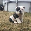 Tank, Bouledogue Anglais