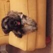 Fenway, Schnauzer Gigante