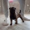 Gad, Pastor Belga Malinois
