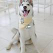Snow of The Masterpiece, Husky Siberien
