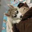 Sunny, Husky Siberien