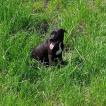 Nayko, Staffordshire Bull Terrier