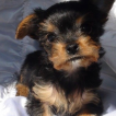 Lily, Yorkshire Terrier