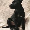 Tommi, Staffordshire Bull Terrier