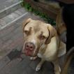 Max, Cane Corso