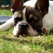 Nook, Bulldog Francés
