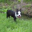 Kona, Boston Terrier