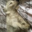 Soso, Westies