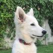 Yuki, White swiss Shepherd Dog