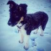 Jo, Border Collie