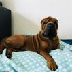 Noé, Shar Pei