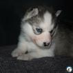 Nala