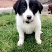 Ollie, Border Collie