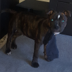 Groot, Staffordshire Bull Terrier