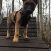 Falco, Pastor Belga Malinois
