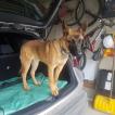 Syrus, Berger Malinois