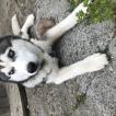 Nelson, Husky Siberiano