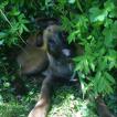 Olympe, Pastor Belga Malinois