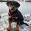 Olive, Rottweiler