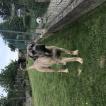 Duke, Cane Corso