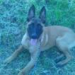 Beud, Malinois